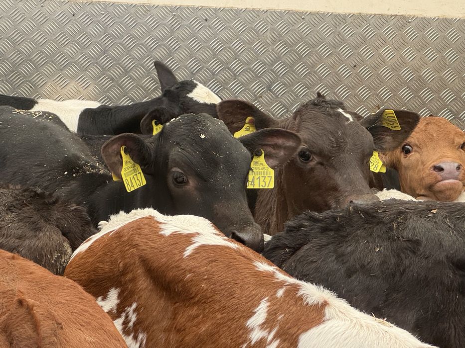 Cielaki mięsne selekcjonowane zdrowe