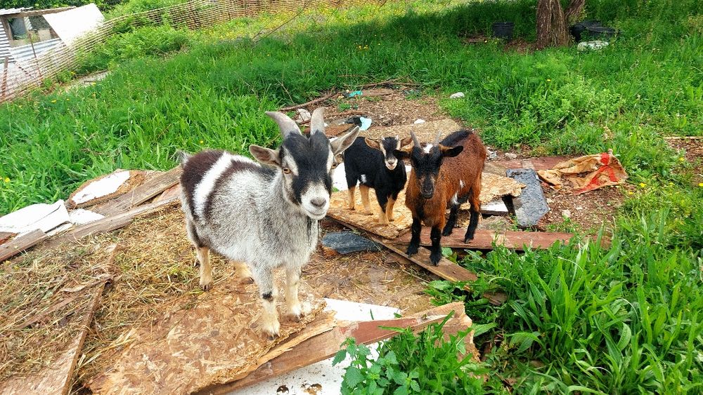 Casal de Cabritos anãs mais uma cria