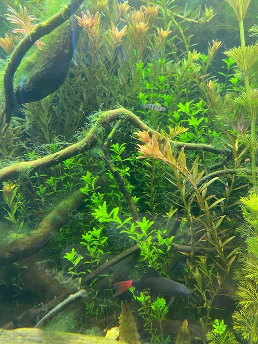 Rotala rotundifolia
