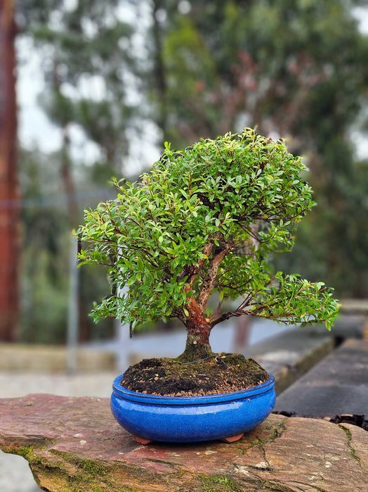 Bonsai zyzygium 20 anos