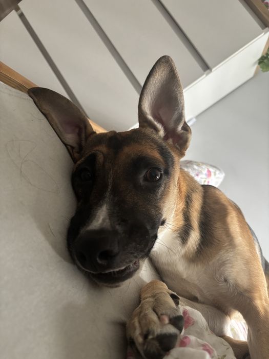 Kayla (2 lata) – cudowna suczka do adopcji
