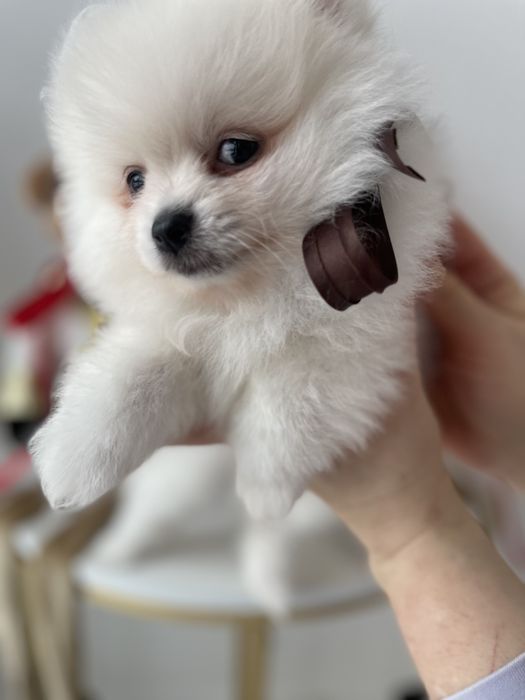 Померанські шпіци — Гарантовано закохаєтесь з першого погляду