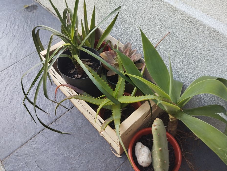 Cabaz de suculentas para Natal