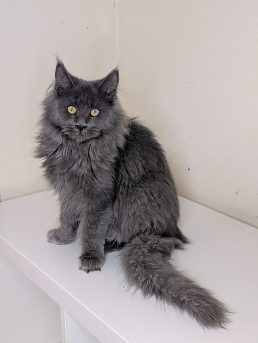 ELSA niebieska kotka Maine Coon. Zapraszamy