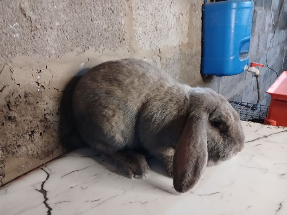 Кролі, кролики , самочки