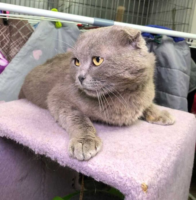 Дивовижний красень! шотландський висловухий котик Яша