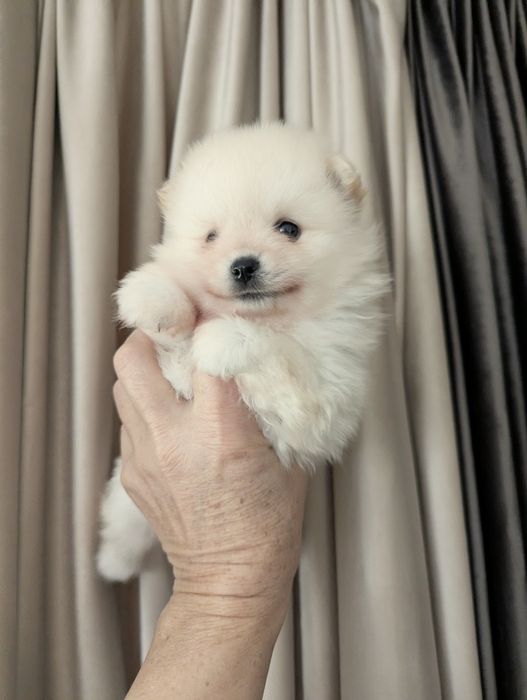 Девочка Померанский шпиц