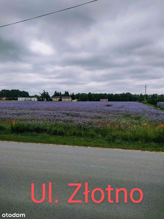 Złotno -Atrakcyjna duża działka 10.000 m² bezpośrednio przy ul. Złotno! - Więcej