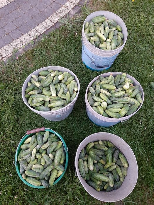 Sprzedam ogórki gruntowe