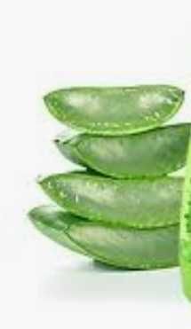 Mudas de Aloévera (10 €) ou folhas frescas 10  a 15cm( 4€)