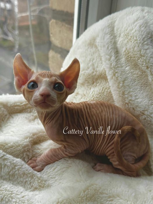 Канадский сфінс ельф