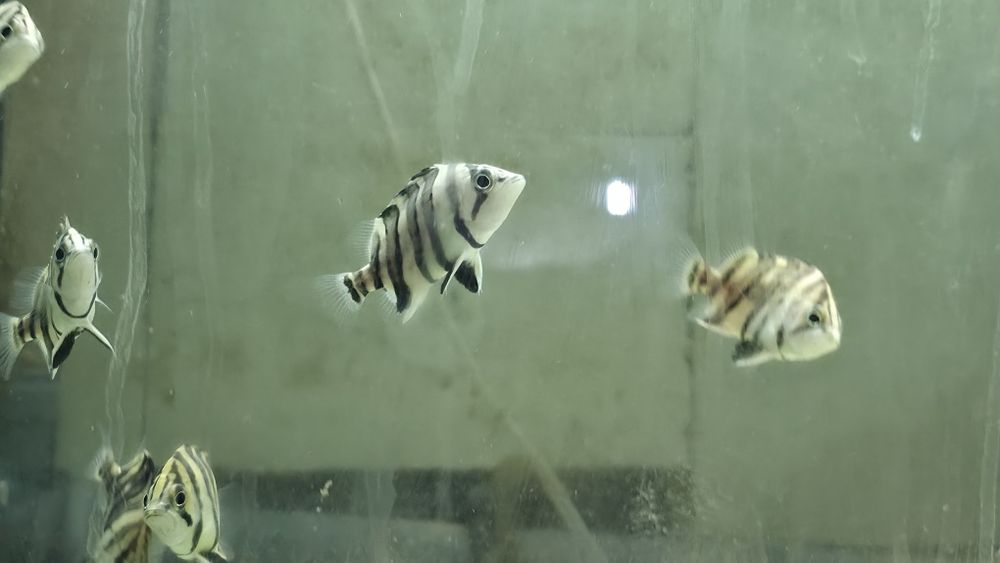 Datnioides microlepis