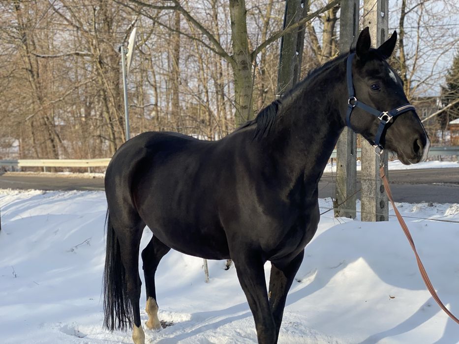 Klacz Zangersheide źrebna