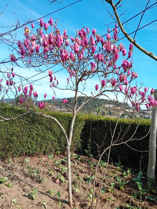Vendo Palmeira de leque e Magnolias