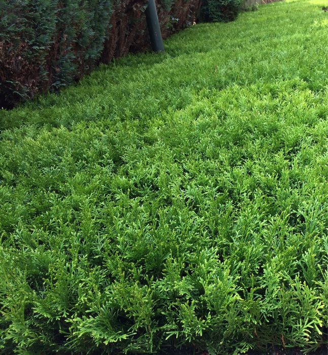 Sadzonki szmaragd multiplat holandia WIOSNA 2026