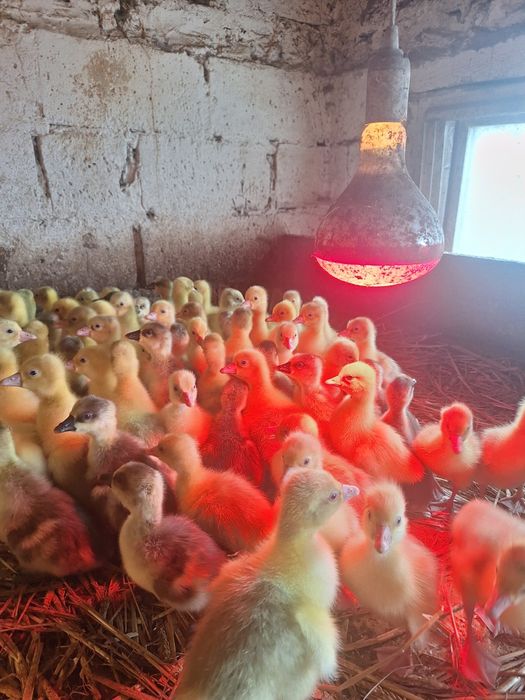 Sprzedam Gęsi landes