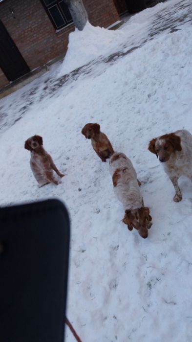 Розпродаю пітомнік ЕПАНЬОЛЬ БРИТОНІВВ