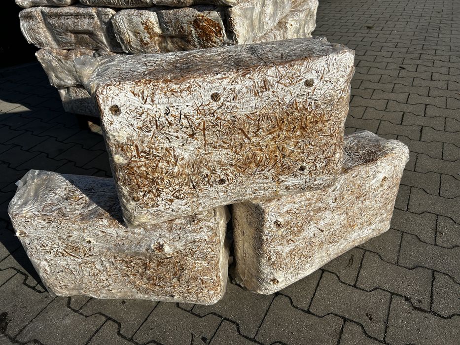 Kostki Podłoże Boczniaka po pierwszym rzucie