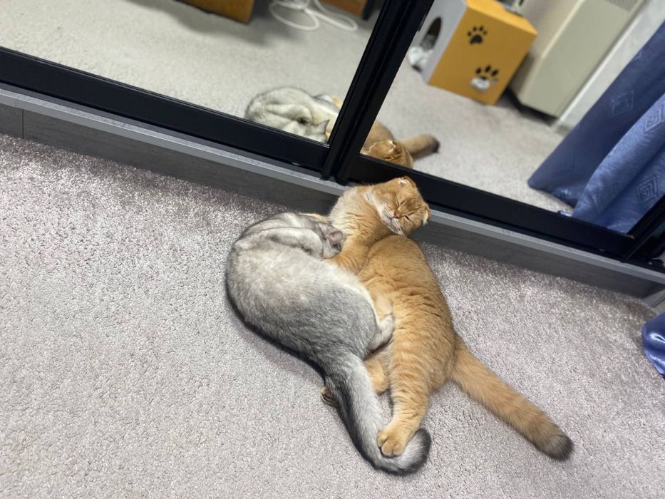 Вязка золотої шиншилли