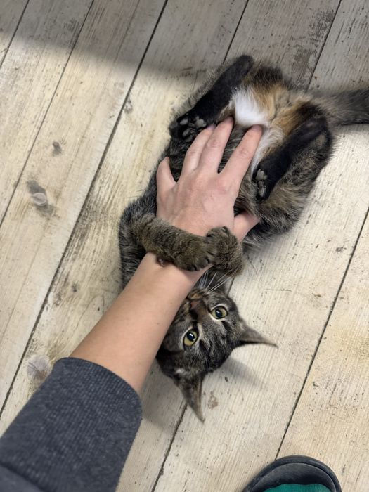 Кошеня в добрі руки