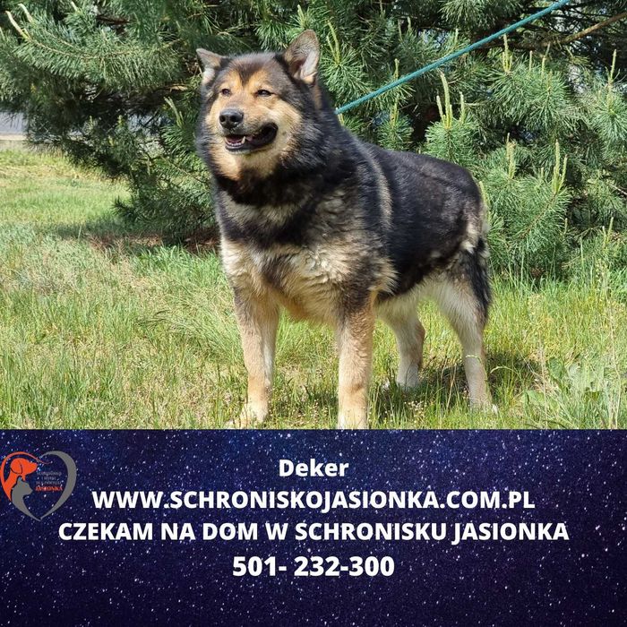 DEKER do adopcji Schronisko Jasionka