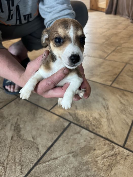 Szczeniak Jack Russell Terriee