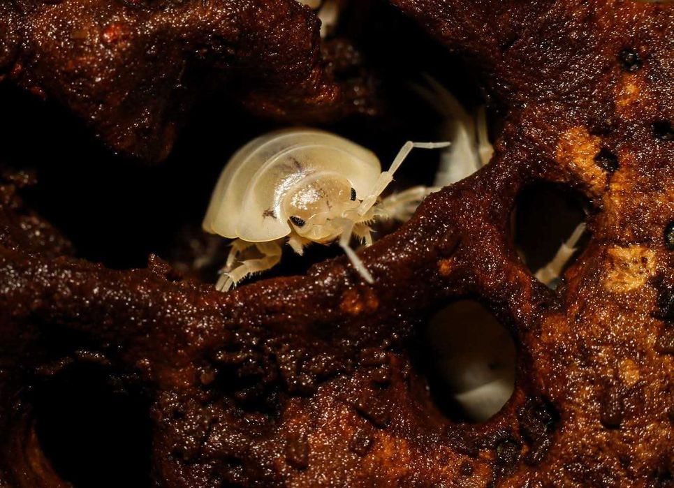 Isopodes e Colembolos