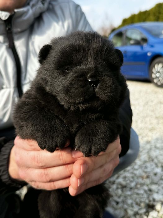 Chow Chow Szczeniaki