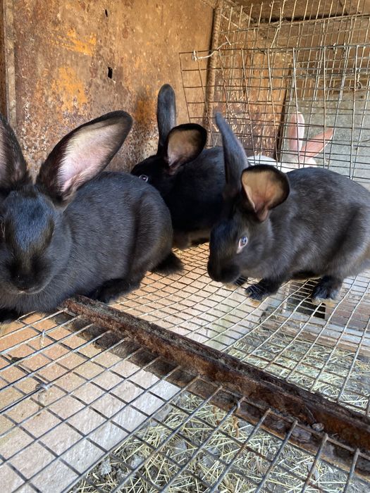 Чорні крилиці