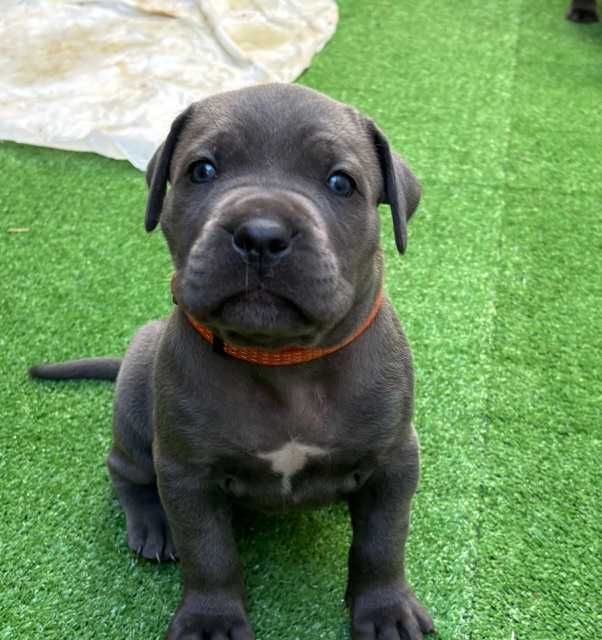 Cane Corso Italiano