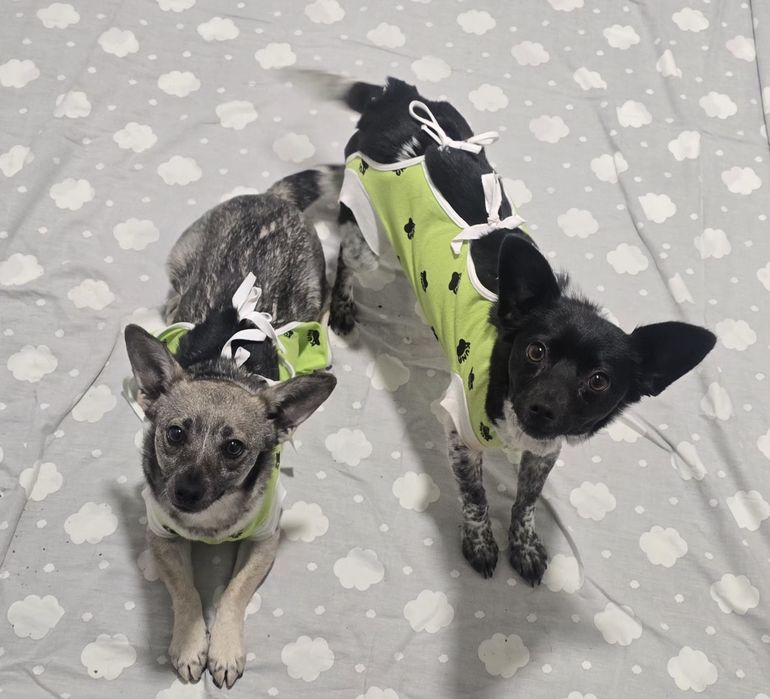 Do adopcji małe sunie