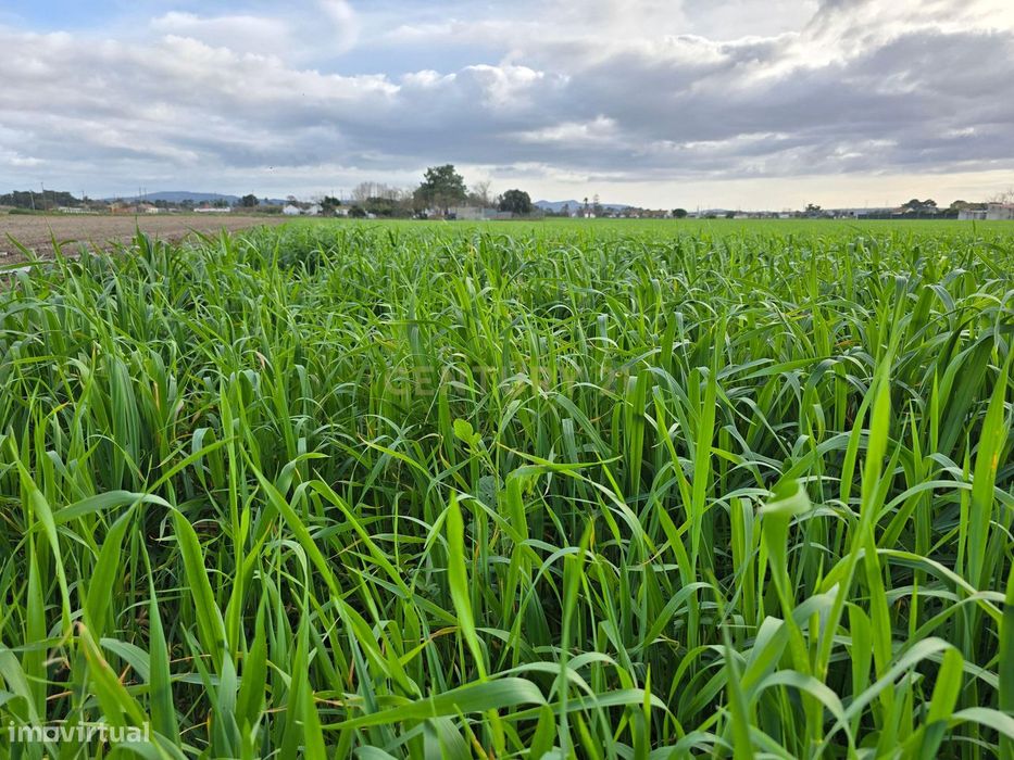 Rustic Land in Moita