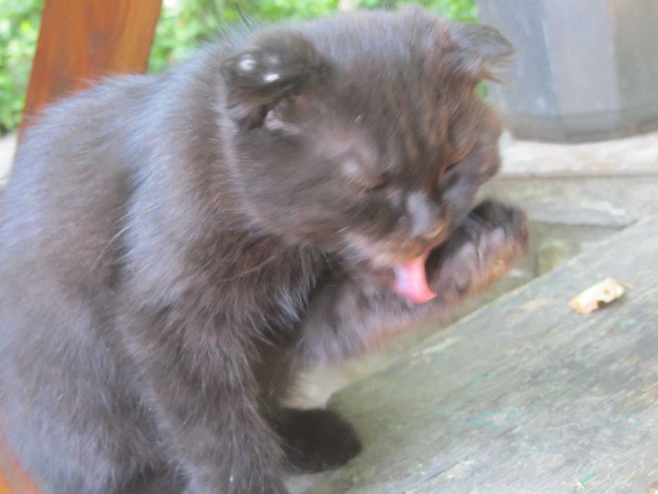 Котинята віслоухі