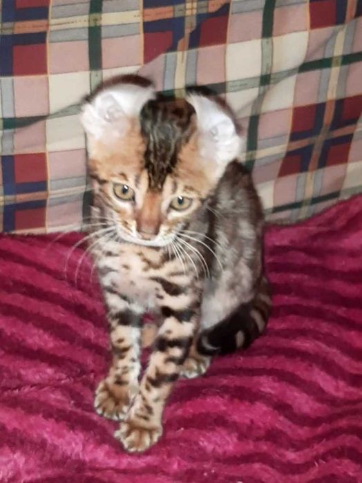 Бенгальська дівчинка BENn24