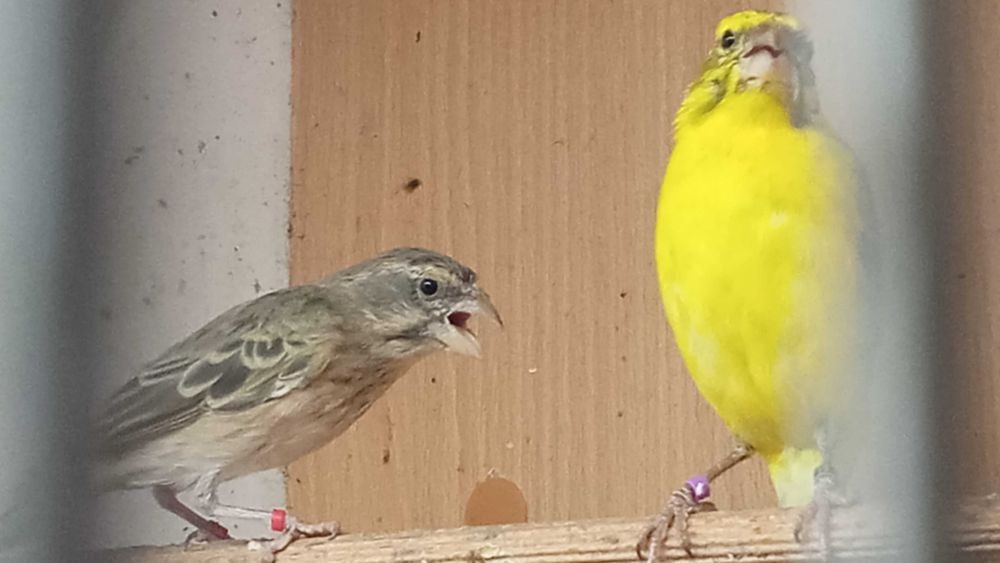 Kanarki Kulczyk Flaviventris 2024 sprowadzone z Włoch