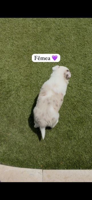 Border collie fêmea