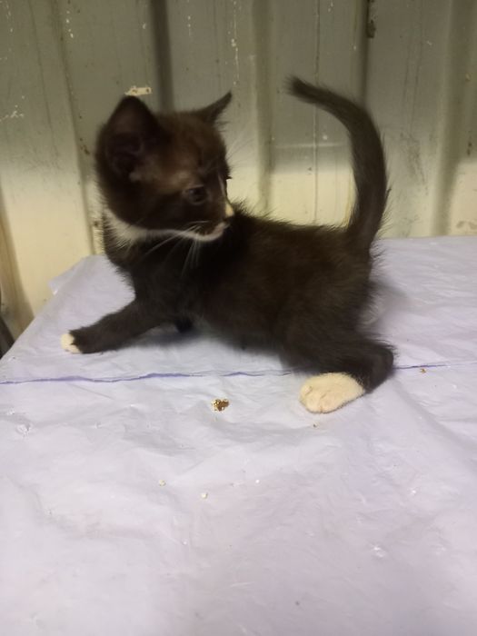 Gatinhos para Adopção Responsável