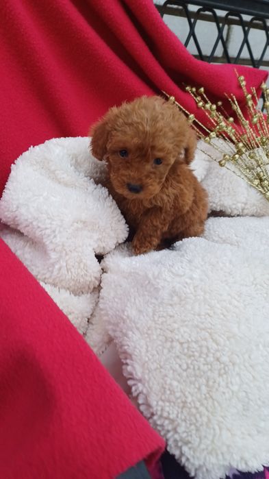 Розумні собачки -  дівчинка Мальтіпу..