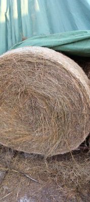 Siano baloty 120x120