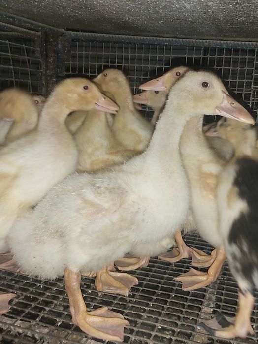 Підрощені бройлери Кобб 500,качки 3,5 тиж,муларди