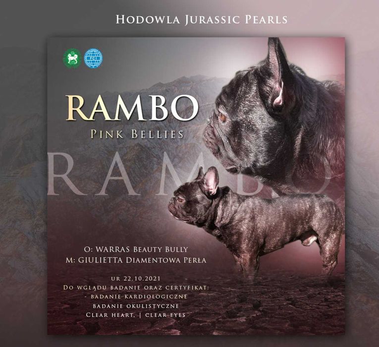 Reproduktor   Buldog Francuski ZKwP FCI