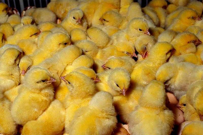 Продаж суточних курчат (бройлер)