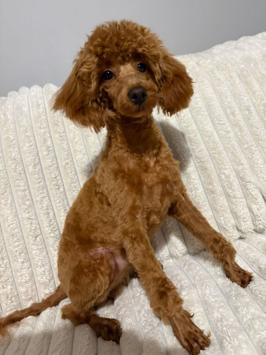 Suczka pudel toy z badaniami genetycznymi