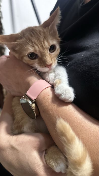 4 miesieczne kociaki zabezpieczone w klatce kenelowej, szukają DOMU