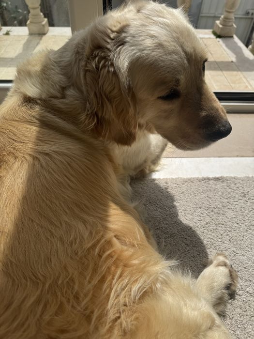 Golden retrievier