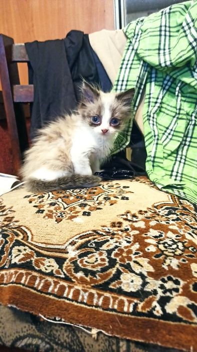 Котенок породы Сноу шу