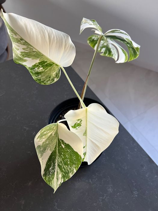 Monstera Variegata