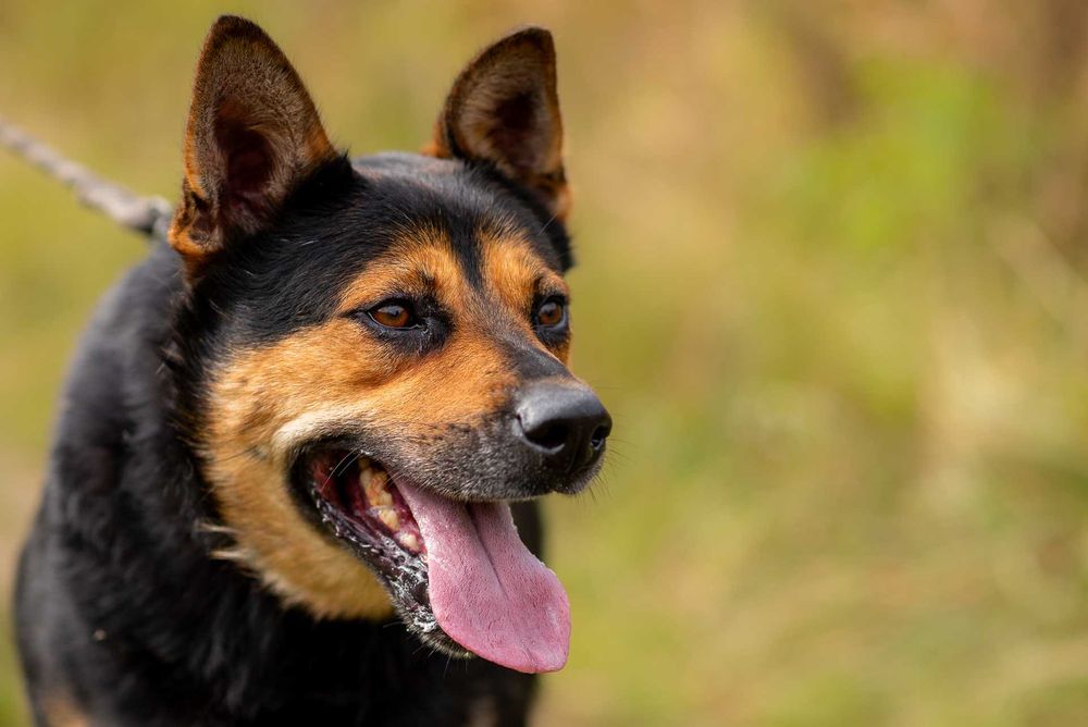 Elton: schroniskowy weteran gaśnie w oczach ;(