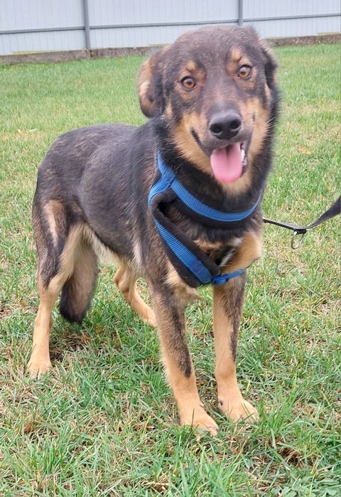 Sony pies do adopcji