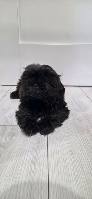 Shih tzu czarny piesek